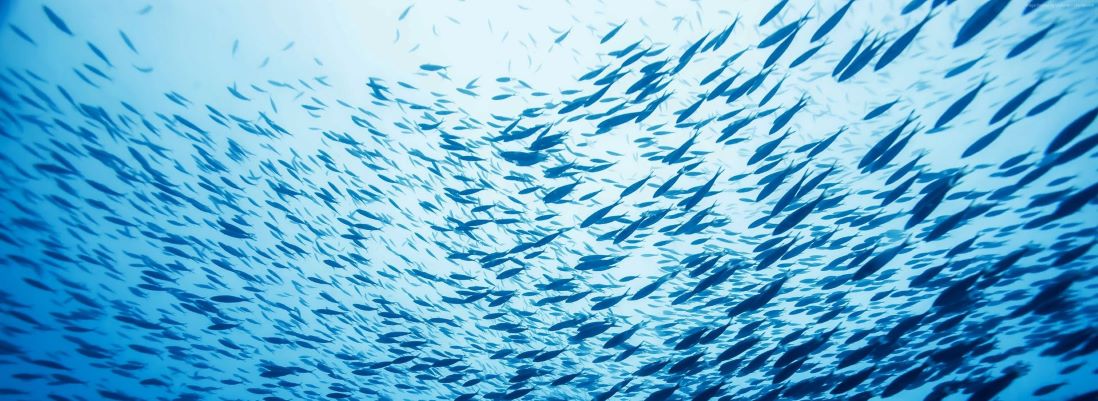 Cardume de peixes no oceano