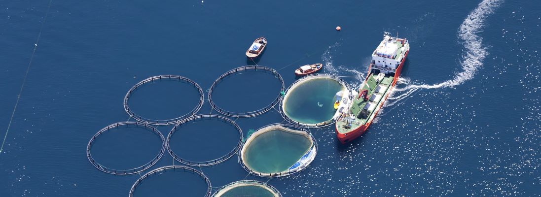 Imagem aérea de cultivo em alto mar